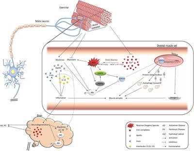 Iron Metabolism of the Skeletal Muscle and Neurodegeneration